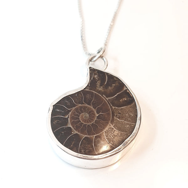 AMMONITE